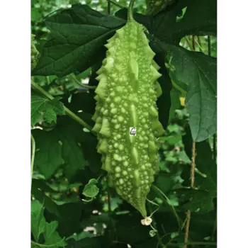bitter gourd (2)-1999209-76999.webp